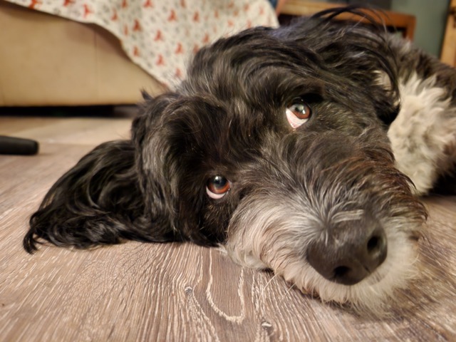 fluffy dog lays on the ground looking up 